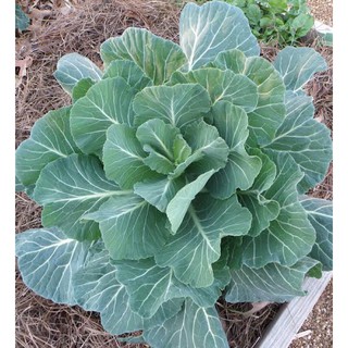 เมล็ดพันธุ์ ปูเล่ฝรั่ง คอลลาร์ดจอร์เจีย (Georgia Southern Collard)บรร50 เมล็ด (ไม่ใช่พืชที่มีชีวิต)