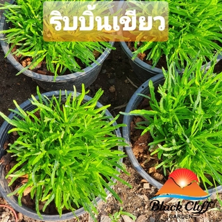 ต้นริบบิ้นเขียว ริบบิ้นเขียว สวนเขาหมาก สีสรรสดใส ไม้ดอก ไม้สวย ไม้ประดับ ดอกไม้ home garden รับประกันสินค้า