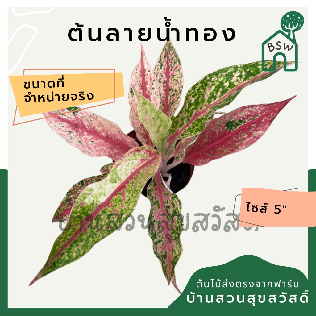 ลายน้ำทอง-อโกลนีมา-ในกระถางพร้อมตั้ง