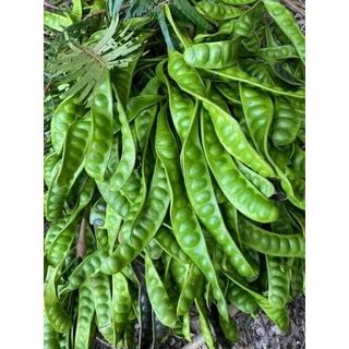 สะตอ สดใหม่ยะลา🌿10ฟักออแกนิก photo