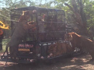 ภาพขนาดย่อของภาพหน้าปกสินค้าบัตรซาฟารีเวิลด์ Safari world บัตรเข้า2โซน ดูได้ทุกโชว์  &แยกวันเที่ยวได้ ️ ส่งด่วนทันที@safari ️VIPไม่มีวันหมดอายุ จากร้าน nassanan บน Shopee ภาพที่ 5