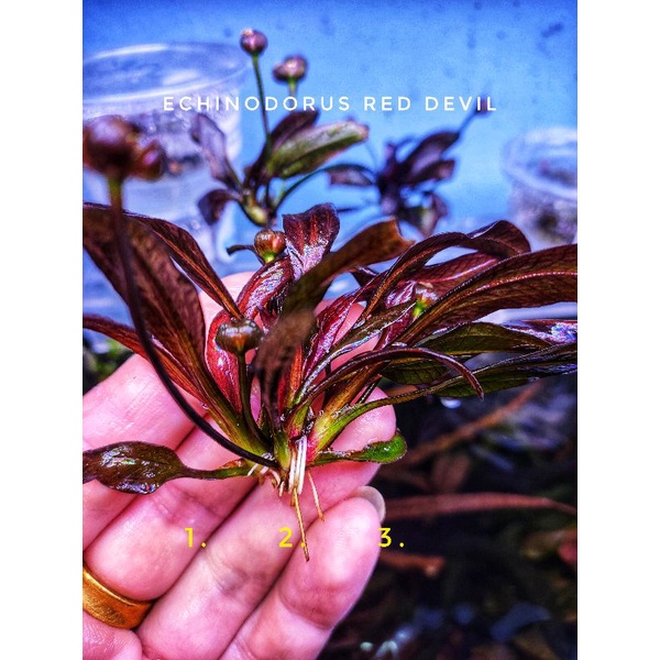 Adgang samlet set Følelse echinodorus red devil 👹ปีศาจแดง ไม้น้ำใบสีแดงม่วงเข้มมากๆ แบ่งขายต้นลูก |  Shopee Thailand