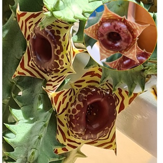ภาพหน้าปกสินค้าเก๋งจีนดอกโดนัทลายเสือ (Huernia zebrina) และดอกโดนัทลายน้ำตาล (Huernia zebrina hybrid), ไม้อวบน้ำ, แคคตัส, cactus ที่เกี่ยวข้อง