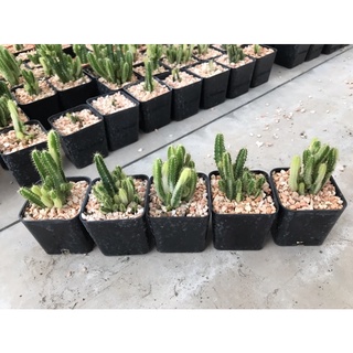 ภาพขนาดย่อของภาพหน้าปกสินค้าคอนโดนางฟ้าด่างจิ๋ว Cereus tetragonus variegated จากร้าน lookma_cactus บน Shopee
