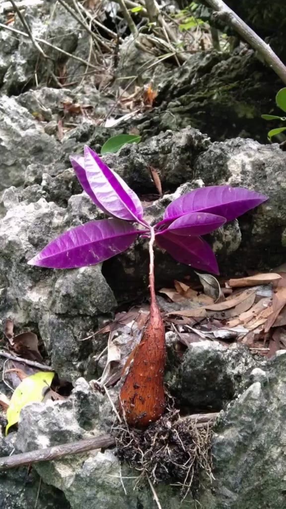 ม่วงมงคล-ถิ่นสุราษฎร์-moangmongkol-ไม้โขดหายากพบเจอที่ถิ่นเดียว-ใต้ใบม่วงน่าสะสมราคาถูก-พร้อมคู่มือค่ะ