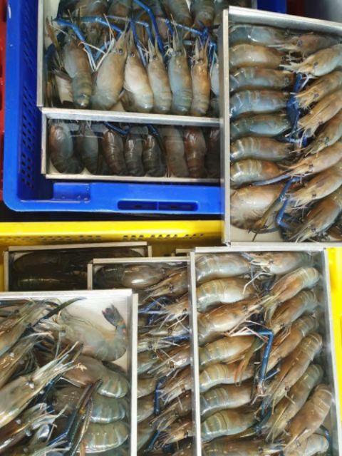 กุ้งแม่น้ำ-13-15-ตัว-คัดสวยพิเศษ-ตัวเสมอ