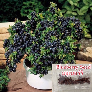 （อัตราการงอก 90%）จุดประเทศไทย เมล็ดพันธุ์ บลูเบอร์รี่ 30เมล็ด Blueberry Seeds บอนสีหายาก เมล็/เมล็ด ผัก ปลูก สวนครัว คละ