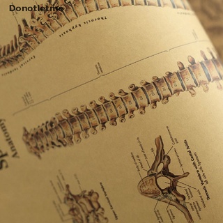 &lt;Donotletme&gt; โปสเตอร์แผนภูมิกระดูกสันหลังมนุษย์ สําหรับตกแต่งผนังบ้าน