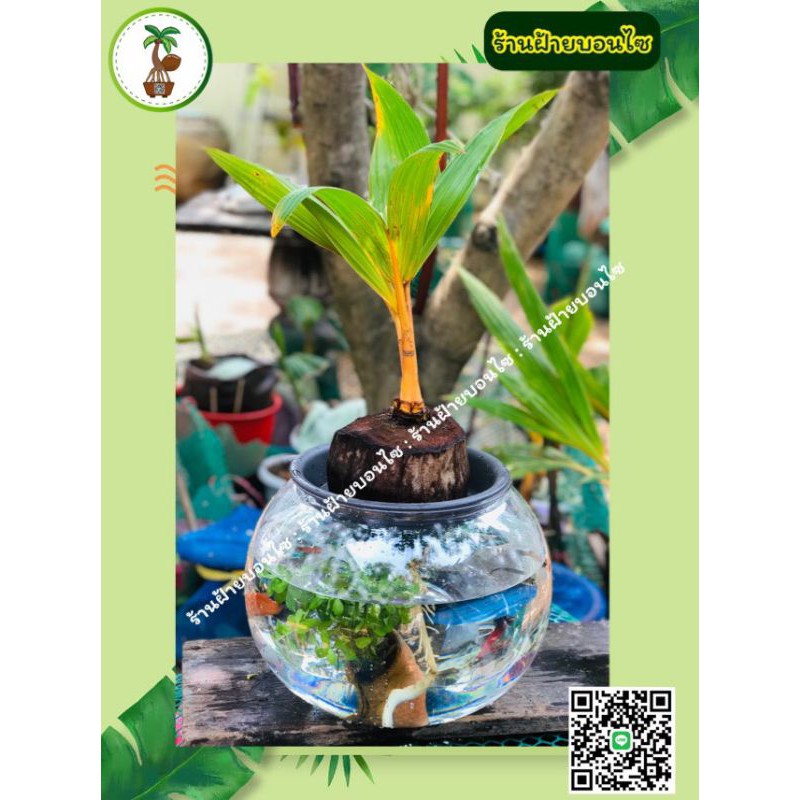 มะพร้าวบอนไซ-ร้านฝ้ายบอนไซ-fai-bonsai-แบบเลี้ยงได้ทั้งในน้ำและในดินรากยาวพร้อมปลูก-ฟรี-ถาดรองต้น