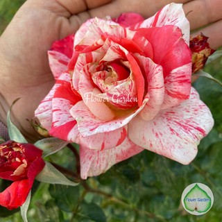 Flower Garden F515 กุหลาบ Maurice Utrillo ดอก 2 สี มีกลิ่นหอม ถุงใหญ่ พร้อมส่ง
