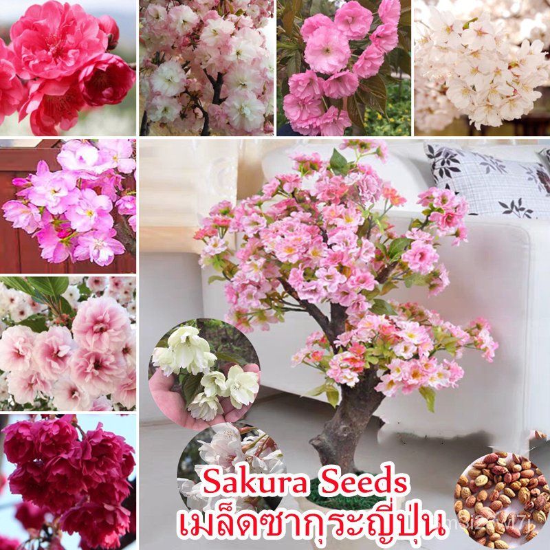 รับประกันหลังการขายงอก100-บอนสี-30เมล็ด-colorful-japanese-sakura-seeds-for-planting-beautiful-flower-seed-เมล็ดดอกไม้