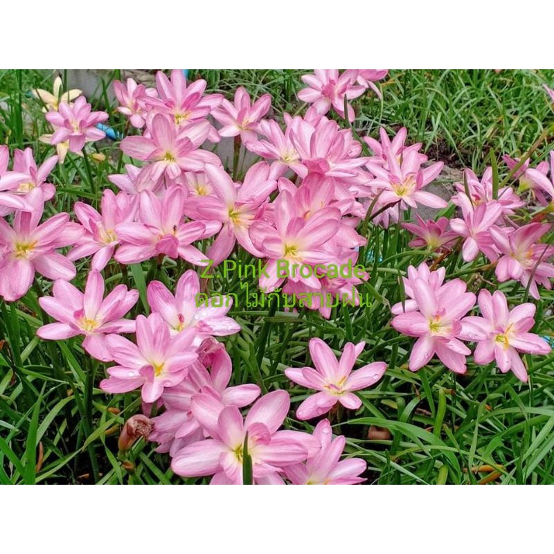 บัวดิน-z-pink-brocade-หัวละ-30-บ-บัวดิน1-หัวให้ดอกต่อครั้ง1-2-ดอกอยุ่ที่ความสมบูรณ์ของบัวดิน