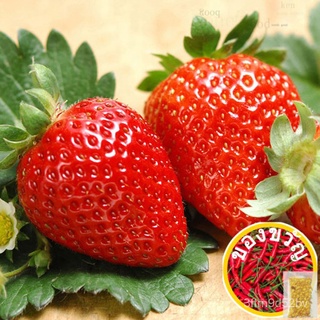 Cod Vegetable Seeds - Leafy Greens And Microgreens-Strawberry Seeds 50PCs Headwear/Seeds/Apple/Mother And Baby/Sunflower