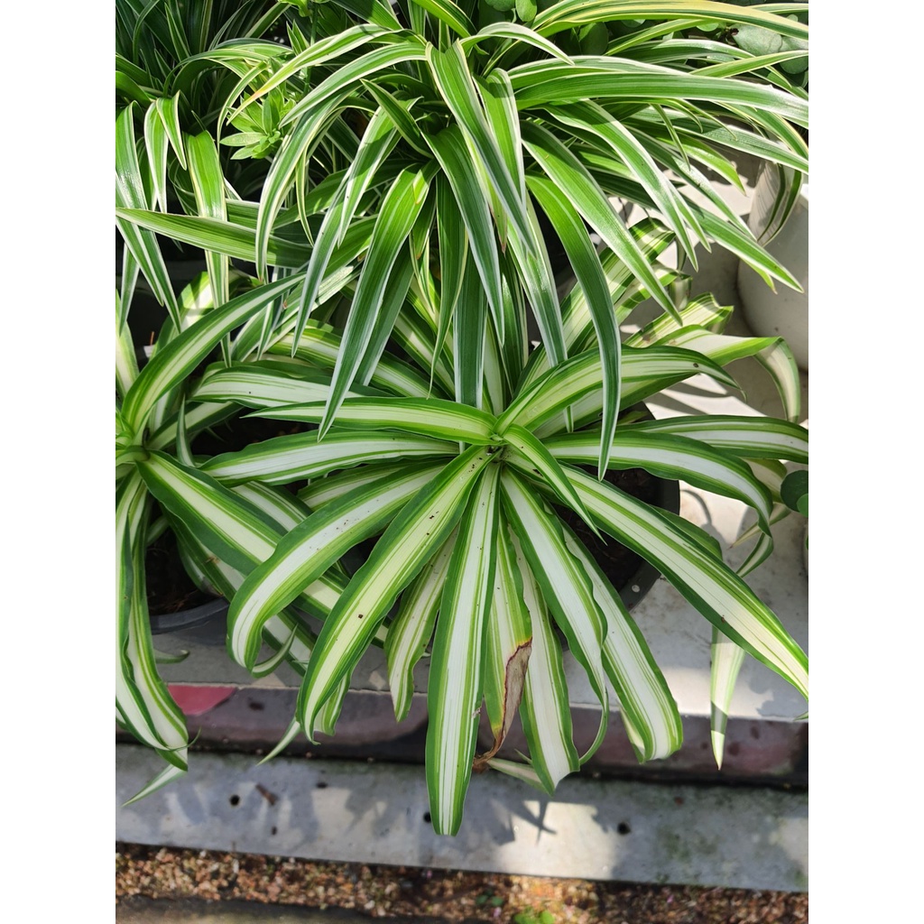 ว่านเศรษฐีเรือนใน-เศรษฐีเรือนใน-spider-plant