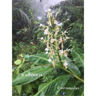 ตาเหินหลวง hedychium stenopetalum