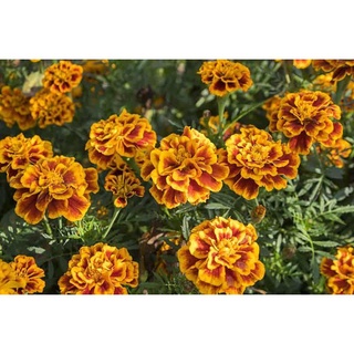 [Plantfilled] Marigold Frilly Francais Seeds | Flowers - 10 seedsสร้อยข้อมือ/เมล็ด/กุหลาบ/บ้านและสวน/แอปเปิ้ล/เสื้อ/ผู้ช