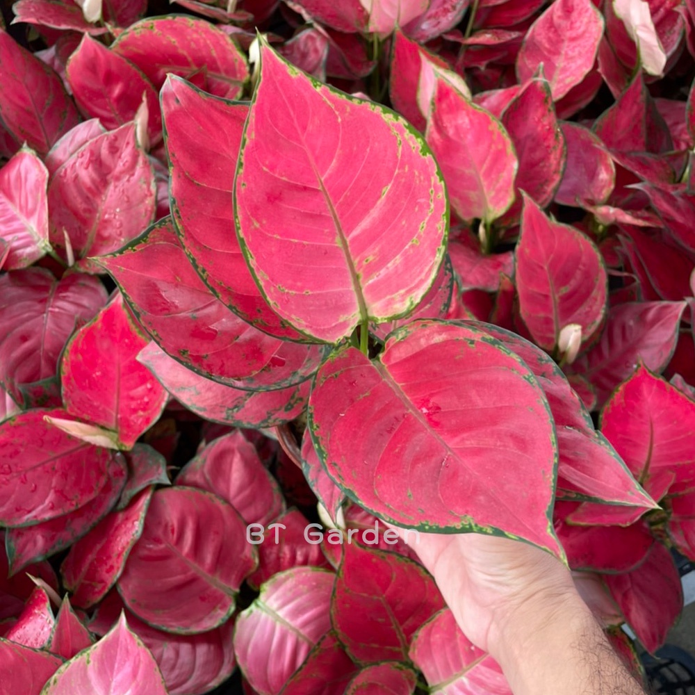 ต้นอโกลนีมา-ซุปเปอร์เรส-aglaonema-super-red-ต้นไม้มงคล-ต้นไม้ประดับ