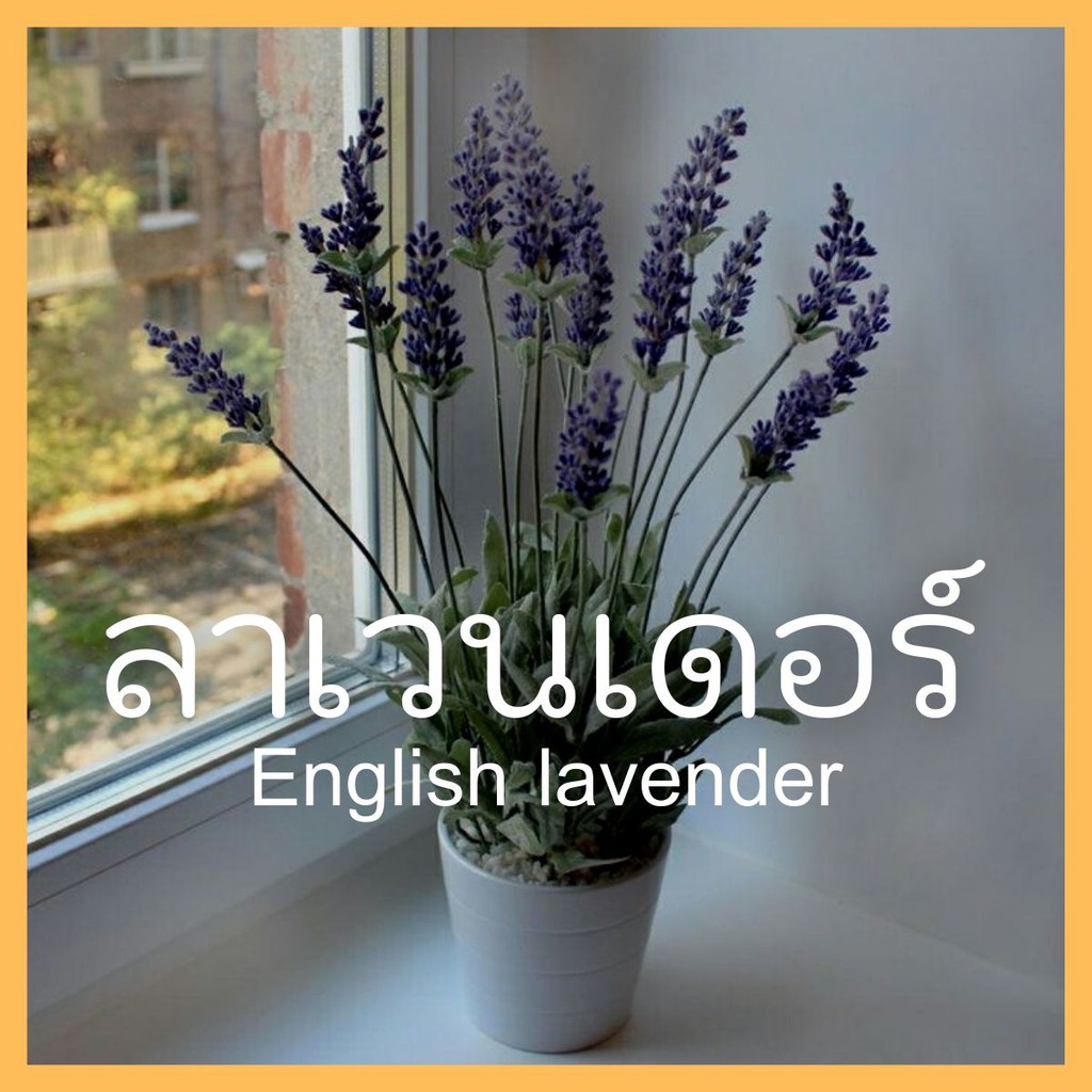 ภาพหน้าปกสินค้าเมล็ดพันธุ์พืชดอกไม้ เมล็ดพันธุ์ ลาเวนเดอร์ 15 เมล็ด English Lavender seed เมล็ดพันธุ์แท้ ราคาถูก คุณภาพดี ปลูกง่าย