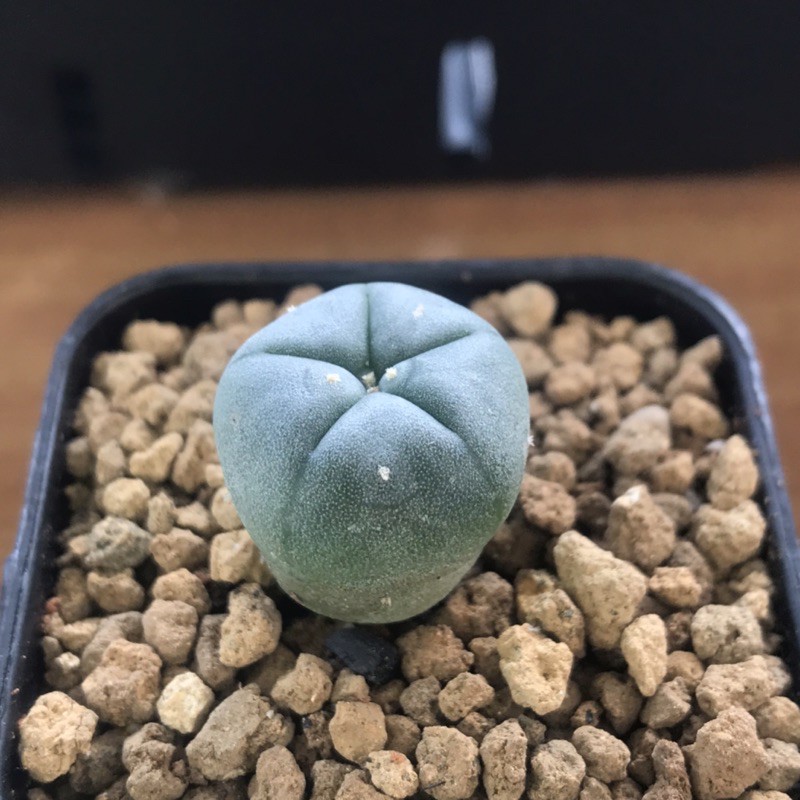 โลโฟ-ไม้เพาะเมล็ด-หน้าสวยๆ-lophophora-williamsii