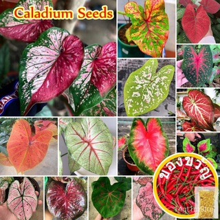 สิงคโปร์พร้อมสต็อก100ชิ้น Ed 15วินาที Caladium เมล็ดเมล็ดหายากสำหรับการปลูกสวนบอนไซเมล็ดสวน Decorat เมล็ด seeds PM63