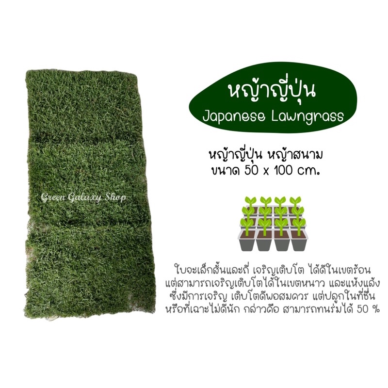 green-galaxy-new-store-โปรแรงๆ-หญ้าญี่ปุ่น-หญ้าสนาม-50x100cm-japanese-lawngrass-หญ้าสด-หญ้าจริงพร้อมปลูกจากไร่