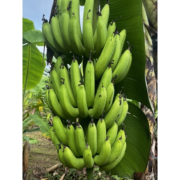 หน่อกล้วยหอมทอง-หน่อกล้วยหอมกำแพงเพชร-พันธุ์แท้-จากสวน-ผลผลิตดี