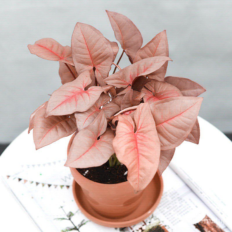 50pcs-rare-plant-seed-garden-plant-syngonium-podophyllum-pot-bonsai-plant-seed-pink-plant