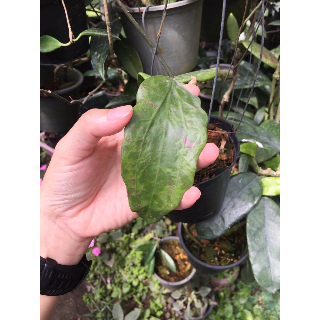 Hoya rigida splash ใบสแปลช | Shopee Thailand
