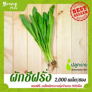 อินทรีย์ ต้น ดอก/เมล็ดพันธุ์ผักสลัด ผักชีฝรั่ง 2,000เมล็ด อัตราการงอก95%(แถมฟรี!!!เมล็ดดอกทานตะวัน) OHGG