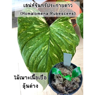 ภาพขนาดย่อของสินค้าเสน่ห์จันทร์ประกายดาว (Homalomena Rubescens) ไม้เพาะเลี้ยงเนื้อเยื่อลุ้นด่าง อนุบาลแล้ว