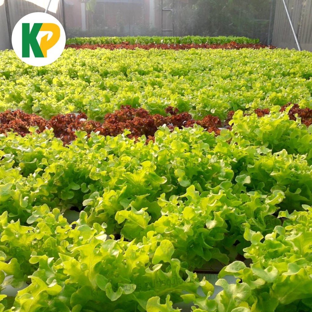 ภาพสินค้าเมล็ดพันธุ์ผักสลัด เอนซ่า  แบบแบ่งขาย 100 เมล็ด  KP การเกษตร จากร้าน kp.hydroponics บน Shopee ภาพที่ 7