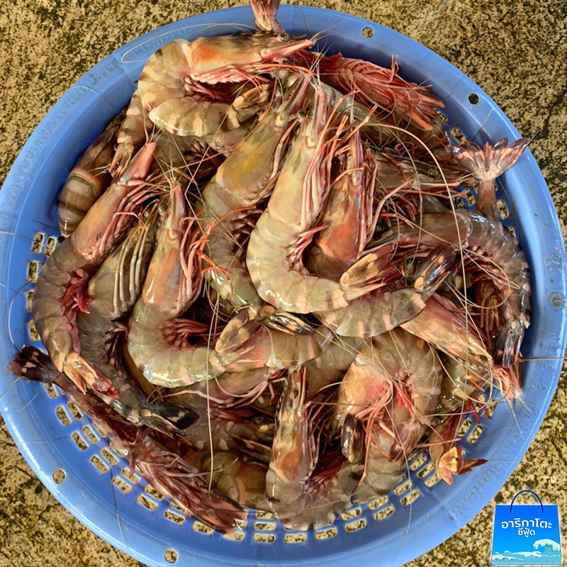 กุ้งลายเสือ-2-กิโล-เนื้อหวานแน่นสุด-ๆ-ไซส์-m