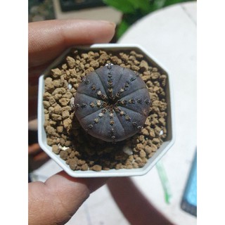 แคตตัส แฟเรีย แคตตาเนีย (Frailea Castanea Nitens )