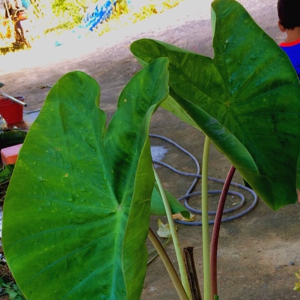 alocasia-elephant-ear-น่าสะสมหายากสวยแปลกดีมาก