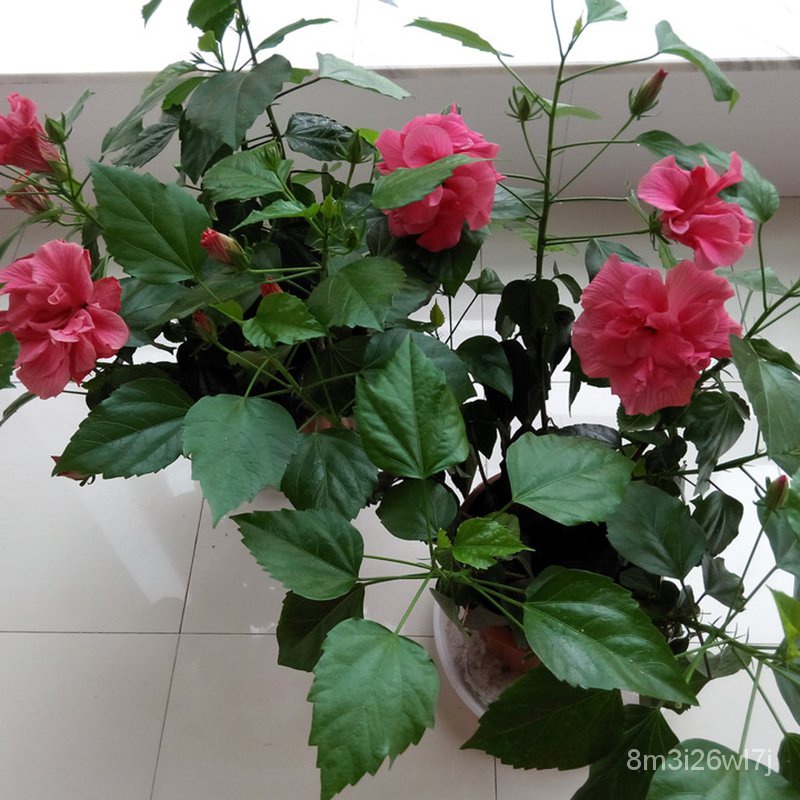 เมล็ดพันธุ์-ถูก-คละ-เมล็ดพันธุ์-ชบา-ต้นชบา-บอนสี-hibiscus-flower-seeds-บรรจุ100-เมล็ด-เมล็ดดอกไม้-บอนไซ-ต้นไม้-ไม้ประดั