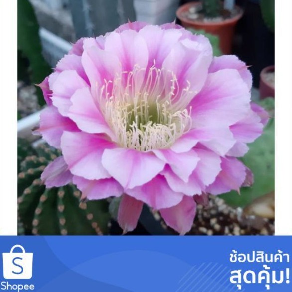 cake-cactus-farm-กระบองเพชร-echinopsis-hybrid-angle-อิชินอปดอกใหญ่สีชมพู