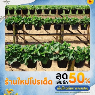 ต้นกล้าสตรอเบอร์พันธุ์ 80 (10 ต้น)🍓🍓