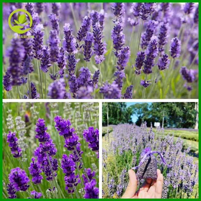 เมล็ดพันธุ์ดอกไม้-ลาเวนเดอร์-lavender-เมล็ดพันธุ์ดอกไม้นำเข้า-ดอกไม้มงคล-จัดสวน-แต่งสวน-ปลูกดอกไม้-ปลูกผัก-ผักสวนครัว