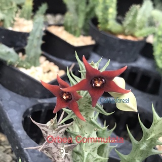 เก๋งจีนเด็ดสด Orbea commutata