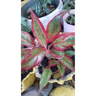 seeds aglaonema red lipstick 50 เมล็ด (ไม่ใช่พืชที่มีชีวิต)