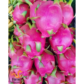 สินค้า แก้วมังกร นำเข้าจากเวียดนามแท้ DRAGON FRUIT (1ลูก) (นำเข้า Vietnam) ~ลดพิเศษ~ ผลไม้ต่างประเทศ ผลไม้สด สดใหม่ แคลอรี่ต่ำ