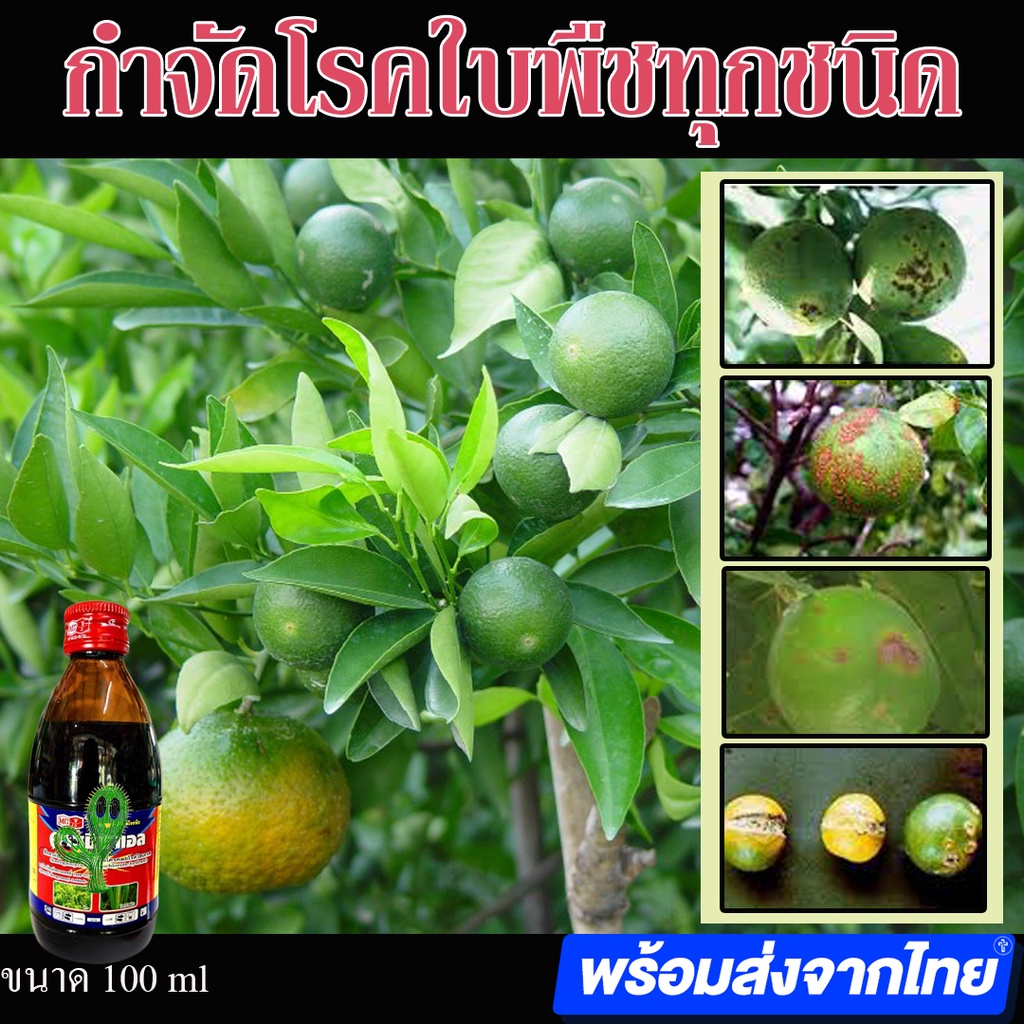 คาซูมินแอล-ป้องกันเชื้อรา-ใบไหม้-โรคพืชทุกชนิดฉีดได้ทุกช่วง-100cc-โรคแคงเกอร์ในส้มและมะนาว-โรคขอบใบแห้ง-โรคเน่าในผัก