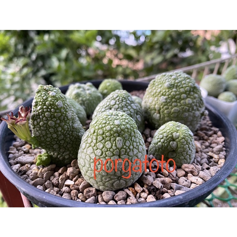 ต้นคางคก  Pseudolithos ?ไม้อวบน้ำ cactus เก๋งคางคก (ดอกเหม็นมาก)