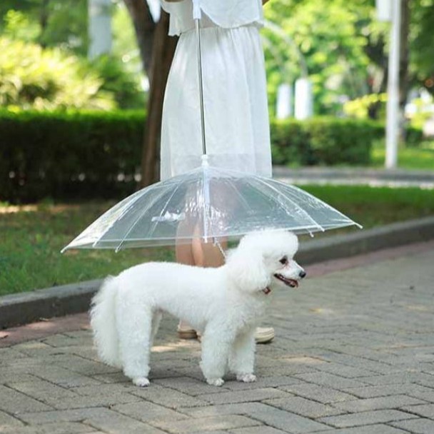 ร่มกันฝน-สำหรับน้องหมา-pet-umbrella