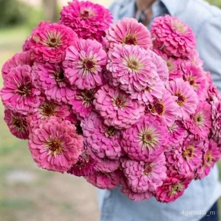 (ผู้ค้าส่งเมล็ดพันธุ์) เมล็ดพันธุ์ ดอกบานชื่น สีชมพู 100 เมล็ด Pink Luminosa Zinnia เมล็ดพันธุ์นำเข้าแท้ 100% นำไปขยายพั