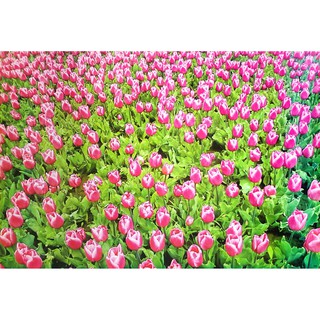 โปสเตอร์ รูปถ่าย ทุ่งทิวลิป วิว ธรรมชาติ Landscapes Nature POSTER 24”x35” Inch Sprenger Tulip Turkey Ornamental Rare