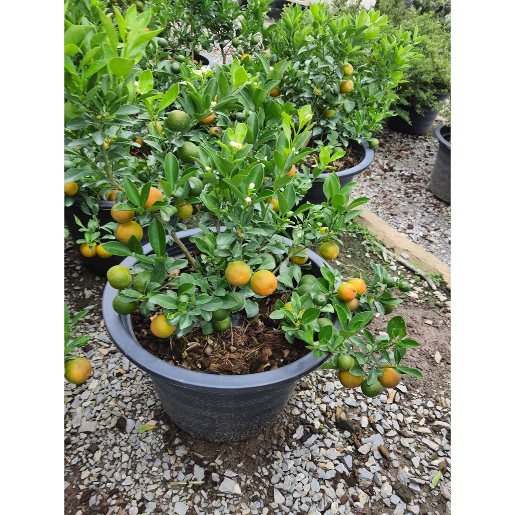 ต้นส้มจี๊ด-ส้มมงกรทอง-ส้มมงคล-ในกระถาง10นิ้ว