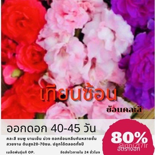 （อัตราการงอก 90%）เมล็ดพันธุ์ ดอกเทียนซ้อน 100 เมล็ด ดอกเทียน คละสีชมพู แดง ม่วง ✅ราคาถูกปลูกง/เมล็ด ผัก ปลูก สวนครัว คละ