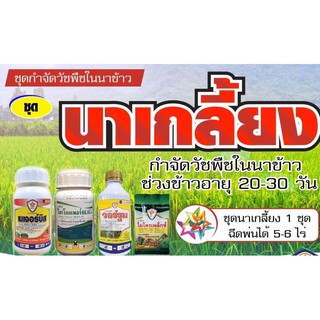 🌿นาเกลี้ยง(ชุดเก็บหญ้าในนาข้าว หญ้าเกลี้ยง ตายเรียบทุกชนิด)แถมฟรี❗️ฮอร์โมนบำรุงข้าว