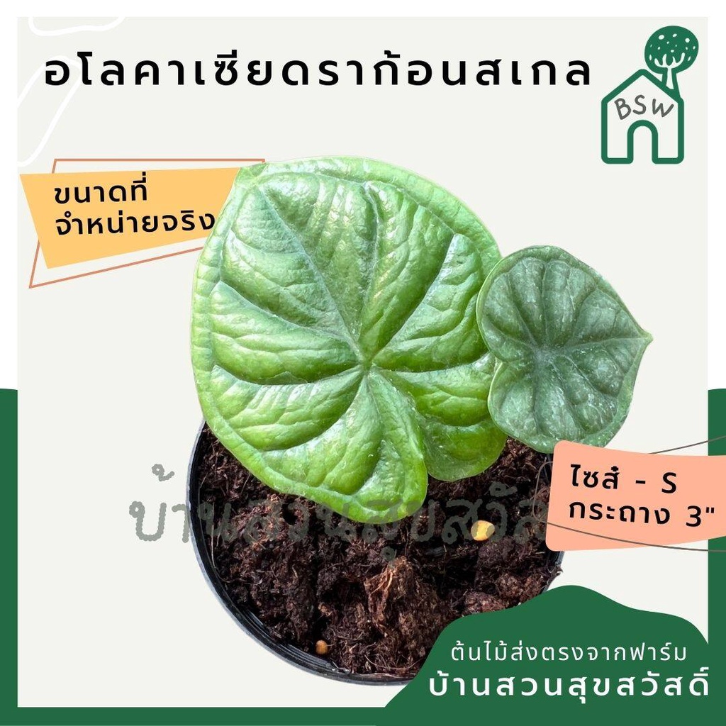 อโลคาเซีย-ดราก้อนเสกล-alocasia-dragon-scale